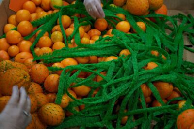 Close up of oranges and produce bags.