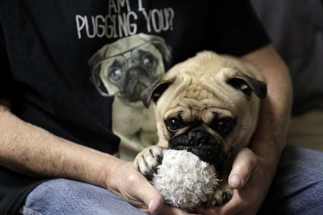 Man holding pug dog and dog toy.