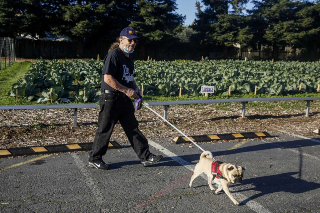 A person walks a dog along a paved path lined with greenery—highlighting mobility, care, and daily routine.
